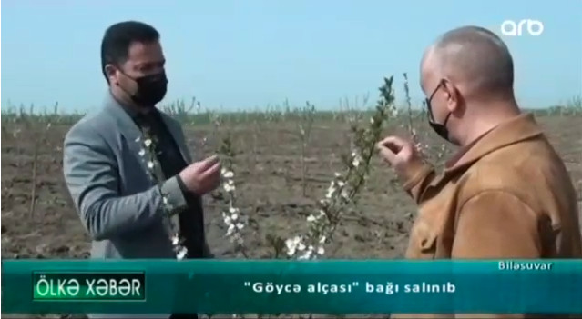 Biləsuvarın göyçə bağları - VIDEO