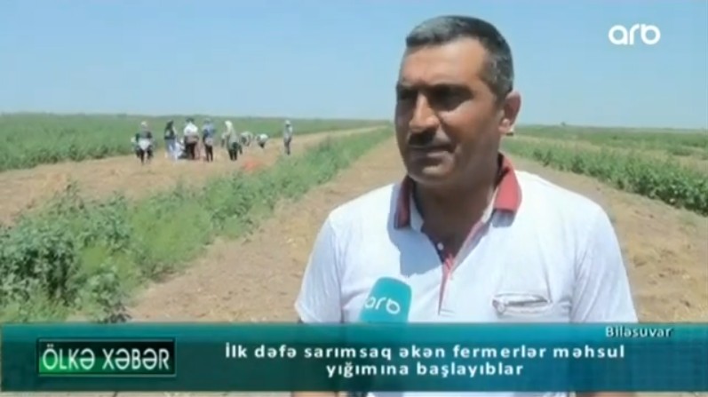 Biləsuvarda sarımsaq əkən fermerlər məhsul yığımına başlayıblar - Video