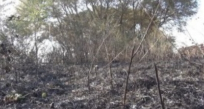 Xırmandalı kəndində ağaclar yandı
