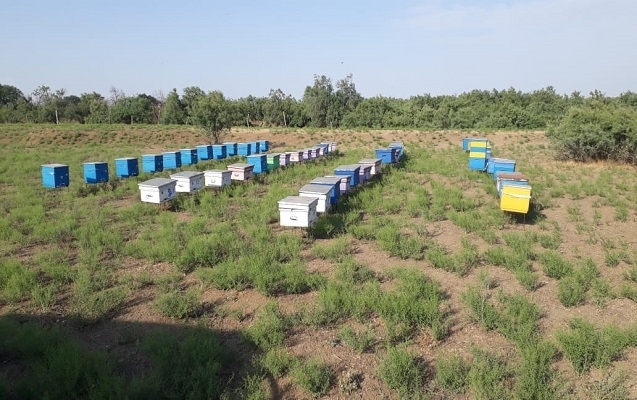 Astaradan Biləsuvar rayonununa gətirilən arılar geri qayıdıb