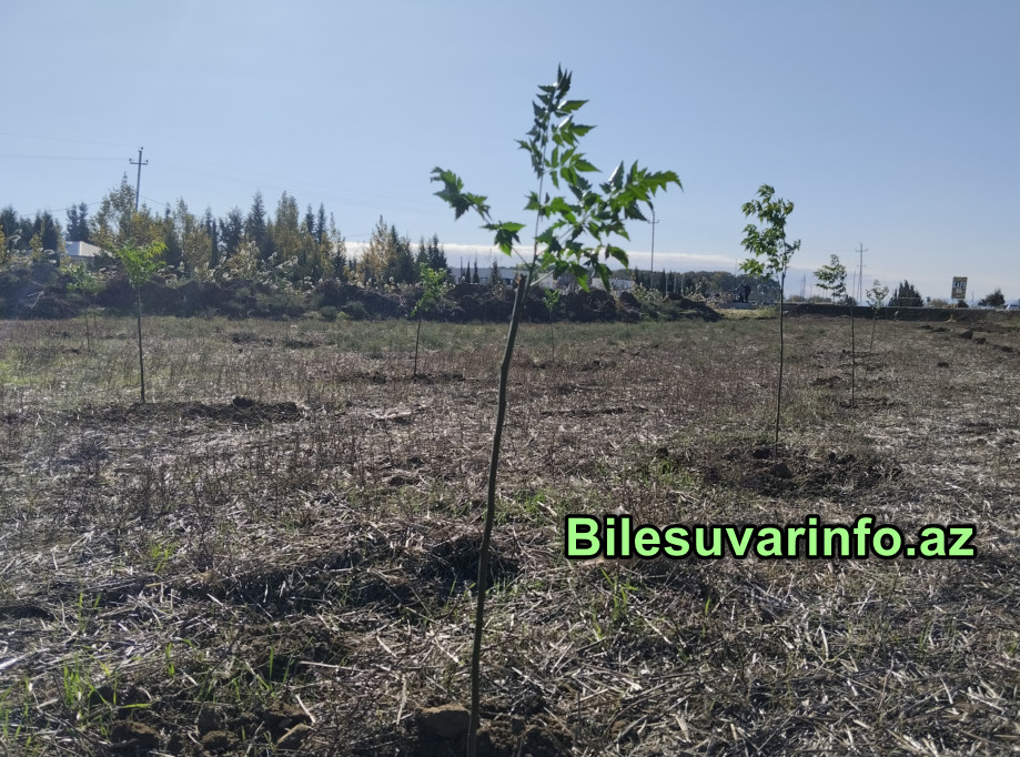 Biləsuvar DAİM-də "Yaşıl dünya naminə həmrəylik ili" və 8 noyabr Zəfər Gününə həsr olunmuş ağaçəkmə aksiyası keçirildi