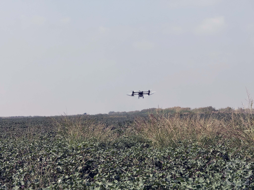 Biləsuvarda ilk dəfə olaraq pambıq sahələrinin becərilməsində dronlardan istifadəyə başlanılıb FOTO