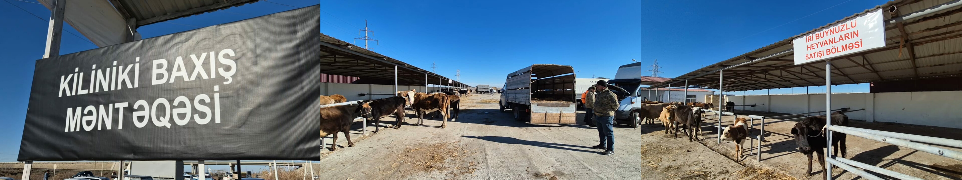 Salyan heyvan bazarında 10-a yaxın yeni xidmət bölməsi yaradılıb