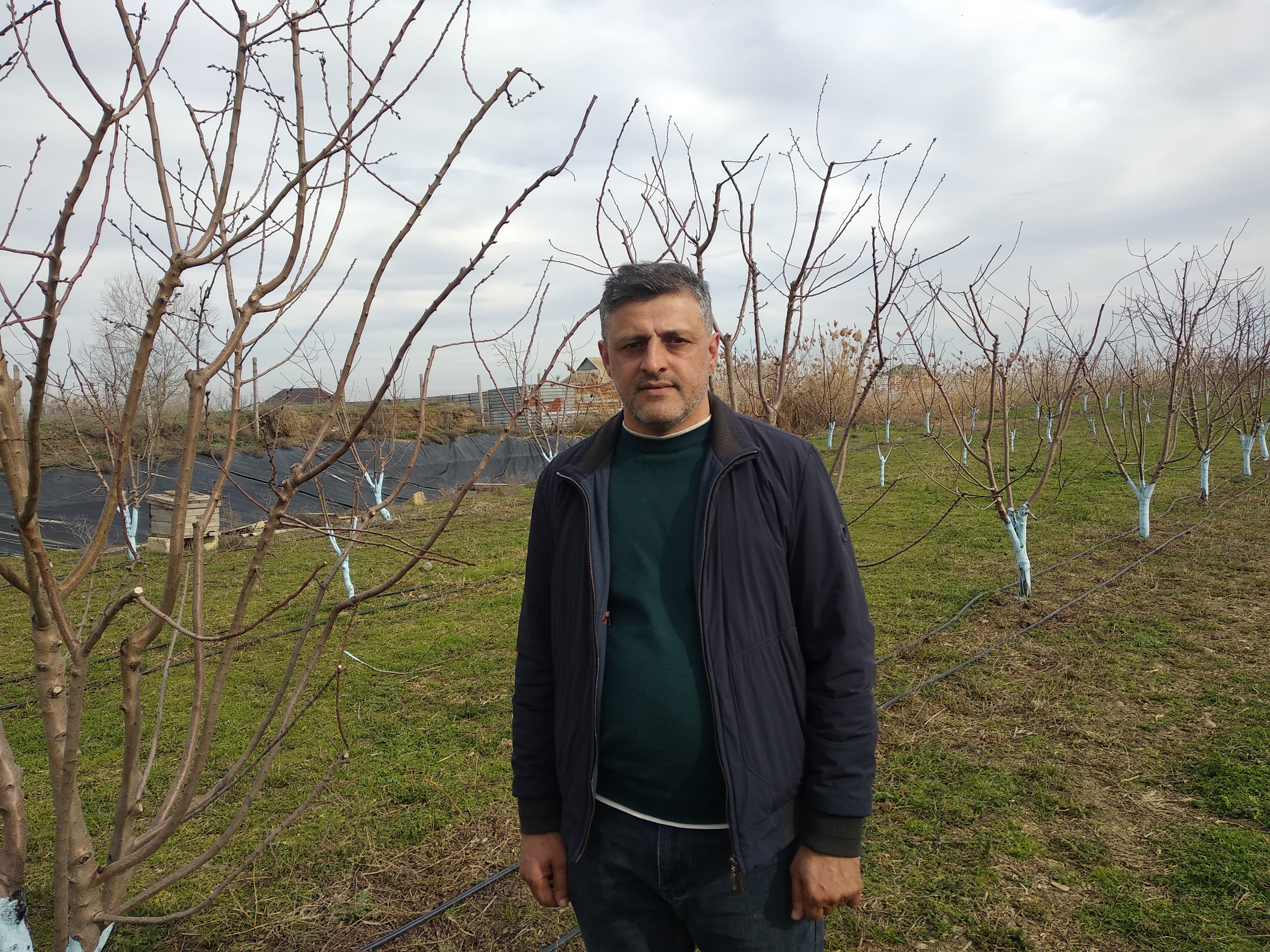 Biləsuvarda ilk dəfə badam bağı salınıb – qeyri-ənənəvi əkin modeli formalaşır